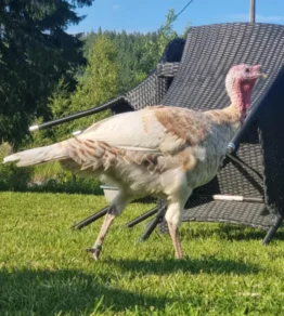 Övriga djur