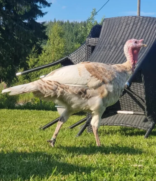 0620dba8-f395-42c1-a897-572314f64d95