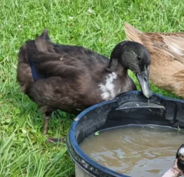 Ariena Hoeve Coltano "Colt"