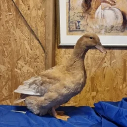 Sigrid från Fengersfors