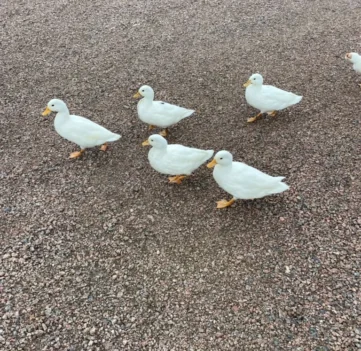 530363687_24666099822997249_6265327093253114389_n