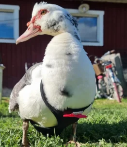 Lerhedens Raggsockan