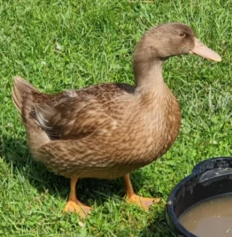 Ariena Hoeve Elena "Ellen"