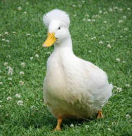 Midyan Zendaya "Zindy"