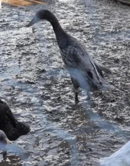 Lerhedens Doc Holiday