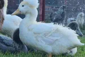 03a6ba2a-1744-4d45-b1ae-eb337aa687a1-6