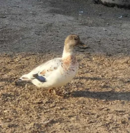 Isa från Gungsebacken