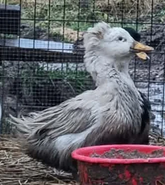 Lerhedens Jailhouse Rock "Rocky"