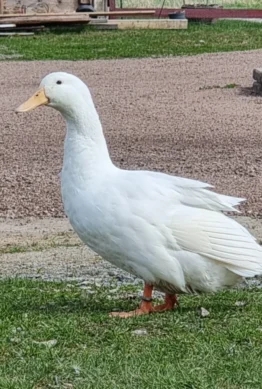 Nyköpings Huey "Knatte"