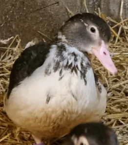 Lerhedens Born of Silver Ashes "Aska"