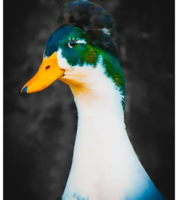elvis