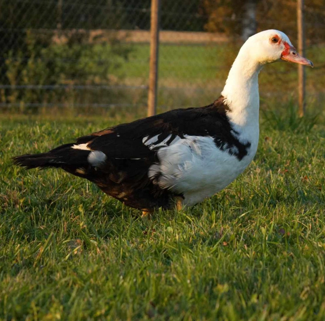 482497074_975256257601646_3160295688625771520_n1