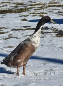 Lerhedens I Only Wanna Be With You "Jonathan"