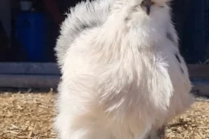 485274766_622627187068537_2075987313787364308_n