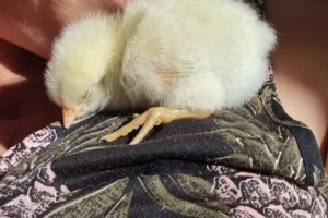 515929875_10160744346835882_5056891950577416859_n