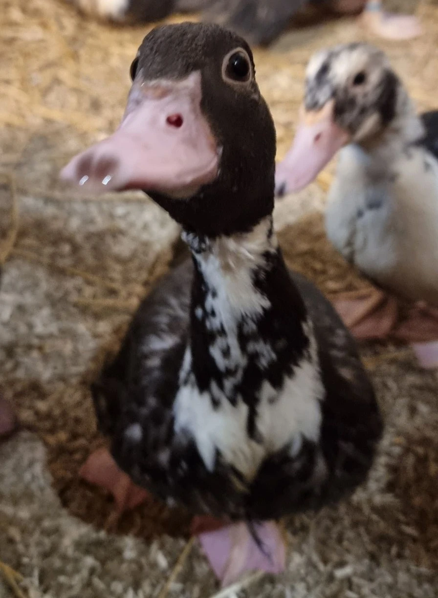 Lerhedens Everlasting Healing "Eira"