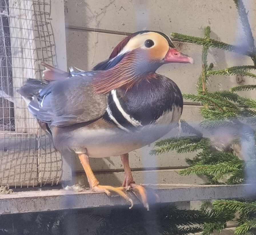 Mandarin