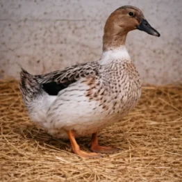 Lerhedens Suspicious Minds "Skrållan"