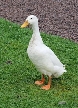 Shotgun Blues "Gunnar"