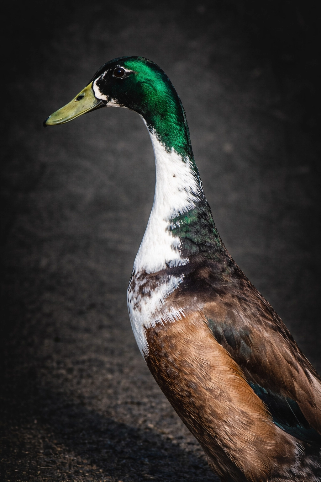 Lerhedens Let It Burn "Bernie"