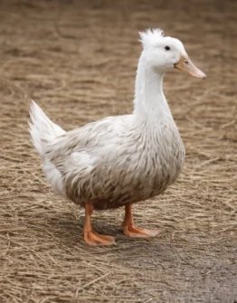 Lerhedens His Latest Flame "Fanny"