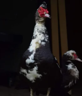 hooja