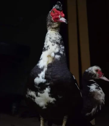 hooja