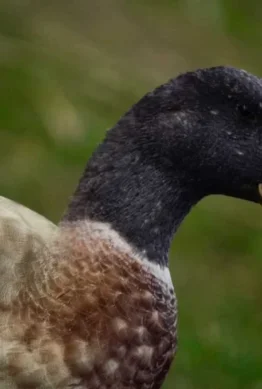 Garden's Tale "Göte"