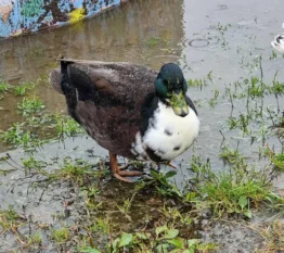 ivan
