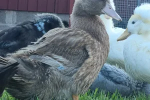 d75801ba-5f55-44cf-a159-c4d815ff400f