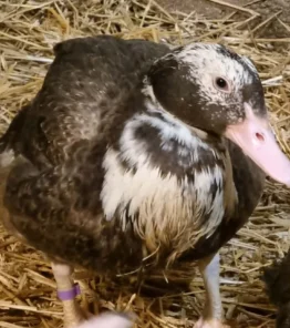 Lerhedens Rise Like A Phoenix "Fenix"