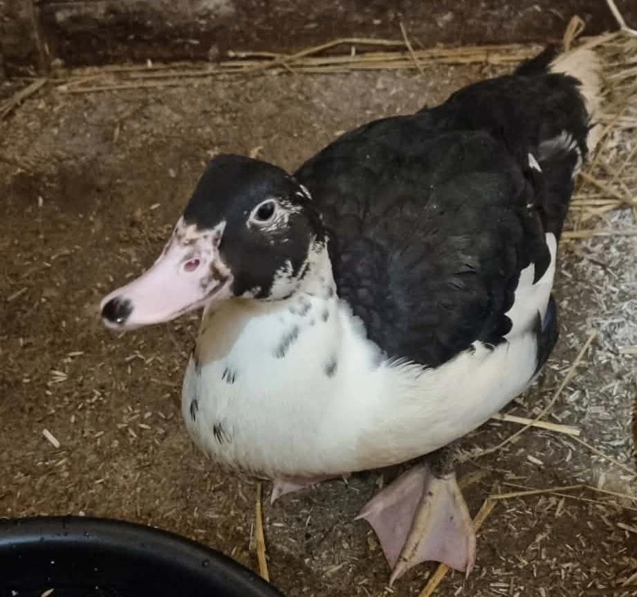 Lerhedens Helm of Honor "Herman"