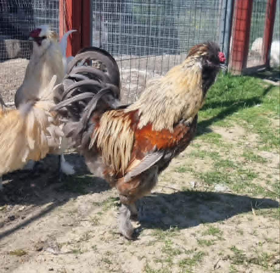 Lerhedens Goliat